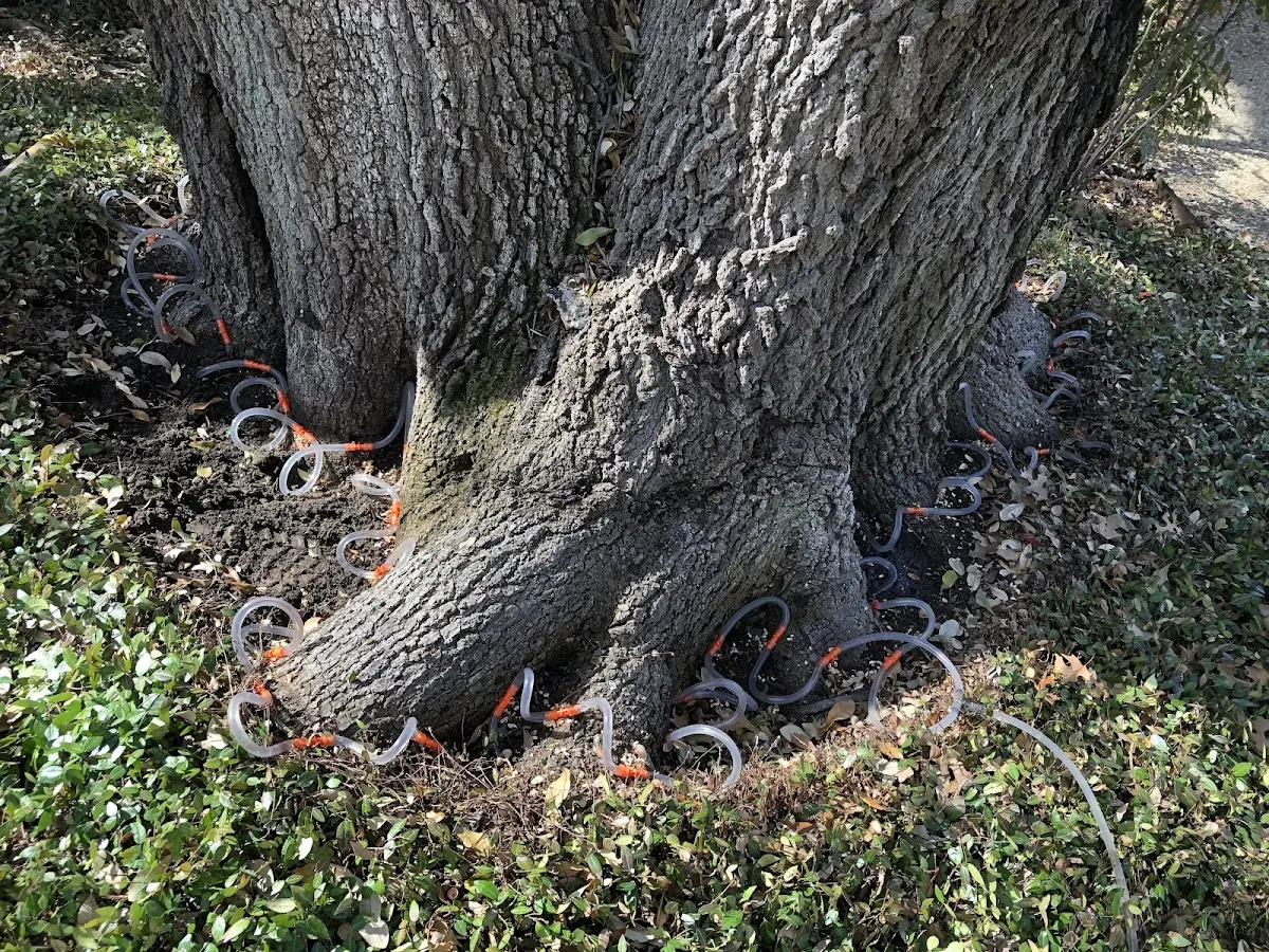 Detailed Shrub and Hedge Trimming job site in Hackett