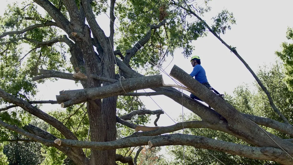 Professional Crown Thinning performed by certified arborists in Hackett