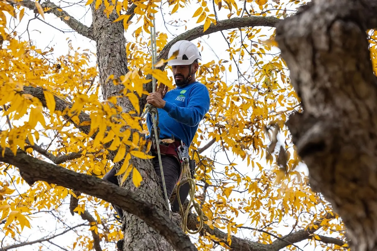 Skilled Emergency Tree Service crew working in Hackett